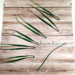 Осока декоративна  - гілка-foto2