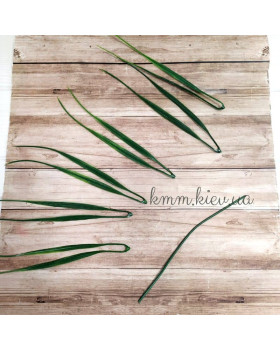 Осока декоративна  - гілка-foto2