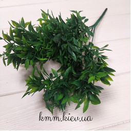 Рускус 2 в асортименті - Світло-зелений, гілка-foto5