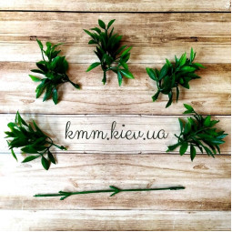 Рускус 2 в асортименті - Світло-зелений, гілка-foto2