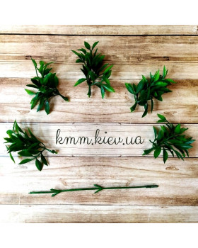 Рускус 2 в асортименті - Світло-зелений, гілка-foto2