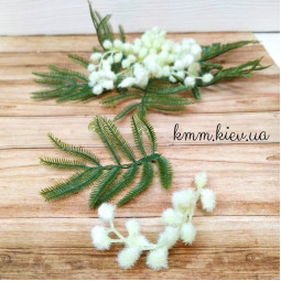 Мимоза декоративная Цветы и Листья - Лист-foto2