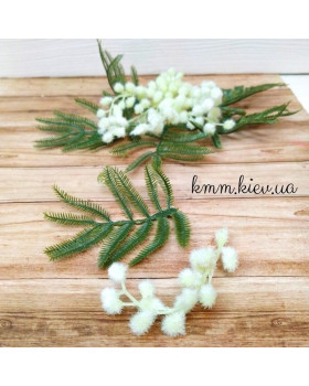 Мімоза декоративна Квіти та Листя - Лист-foto2