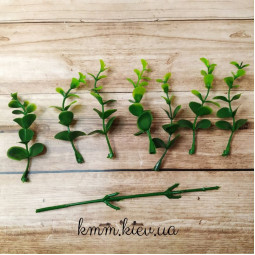 Евкаліпт зелений дрібний декоративний - гілка-foto2