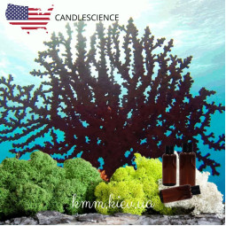 Віддушка Чорний корал та мох США (Сandlescience) 5 мл