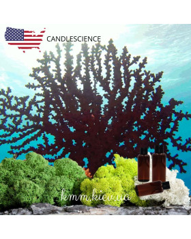 Віддушка Чорний корал та мох США (Сandlescience) 5 мл