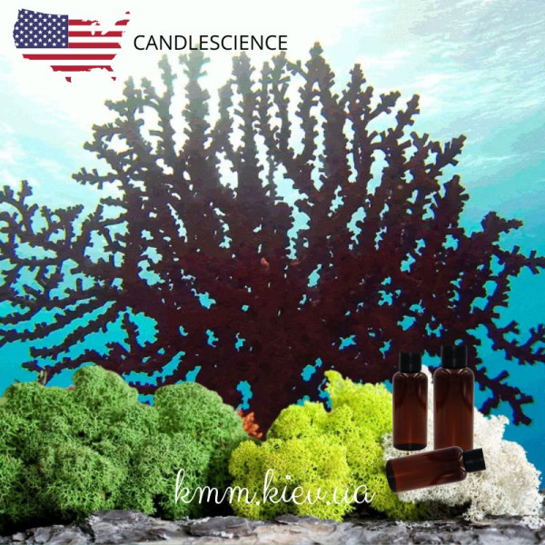 Віддушка Чорний корал та мох США (Сandlescience) 5 мл