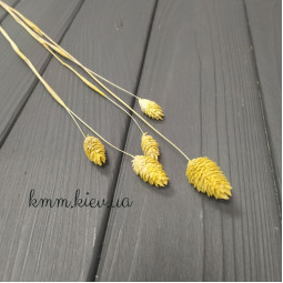 Фалярис желтый сухоцвет (1шт, 5шт) - 1 шт.-foto2