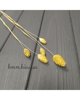 Фалярис жовтий сухоцвіт (1шт, 5шт) – 1 шт.-foto2