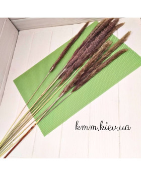 Пампасная трава Fluffy коричневая сухоцвет  (1 шт) Голландия-foto2