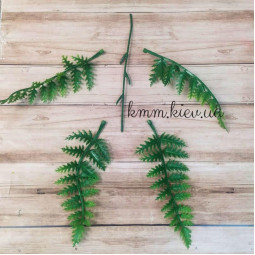 Папороть Зелена декоративна (букет, гілка) - гілка-foto2