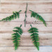 Папороть Зелена декоративна (букет, гілка) - гілка