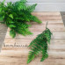 Папороть Зелена декоративна (букет, гілка) - гілка