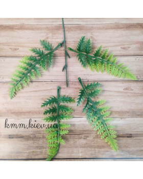 Папороть Світло-зелений декоративний (букет, гілка) - гілка-foto2