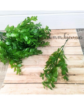 Самшит напівпрозорий Зелений Преміум - гілка