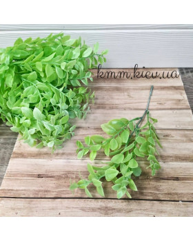 Самшит напівпрозорий Світло-зелений Преміум - гілка