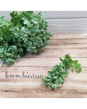 Барбарис Світло-зелений декоративний  - букет