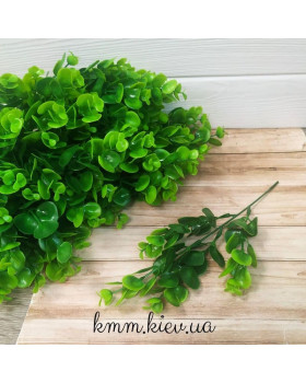 Евкаліпт великий Зелений декоративний - гілка