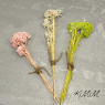 Просо сухоцвет ( 2-2,5 г ) - Розовый