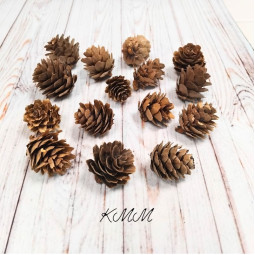  Шишка середземноморська – 5 шт