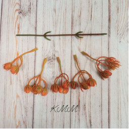 Эргиниум коралловый 5 насадок  - ветка-foto2