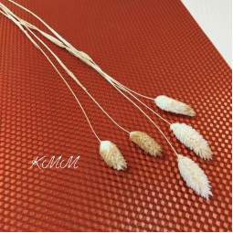 Фалярис Градиент (бежевый-коричневый) сухоцвет  - 1шт.-foto2