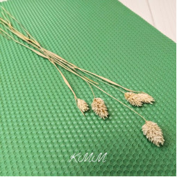 Фалярис натуральный сухоцвет  - 5 шт.-foto2