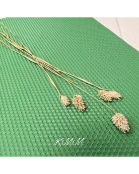 Фаляріс натуральний сухоцвіт – 5 шт.-foto2