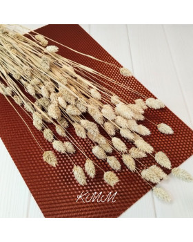 Фаляріс натуральний сухоцвіт – 5 шт.