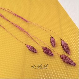 Фалярис марсала сухоцвет  - 1 шт.-foto2