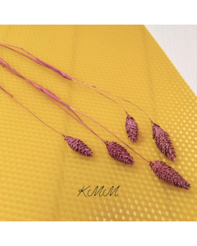 Фаляріс марсала сухоцвіт – 1 шт.-foto2