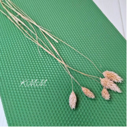 Фалярис розовый сухоцвет  - 1 шт.-foto2