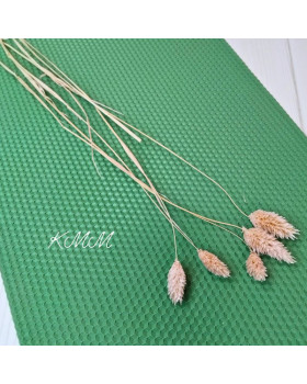 Фаляріс рожевий сухоцвіт – 1 шт.-foto2