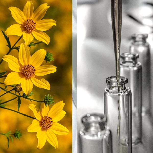 Гідролат череди – 50 г Гідролат череди – 50 г