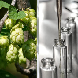 Гідролат хмелю – 50 г