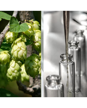 Гидролат хмеля - 50 г