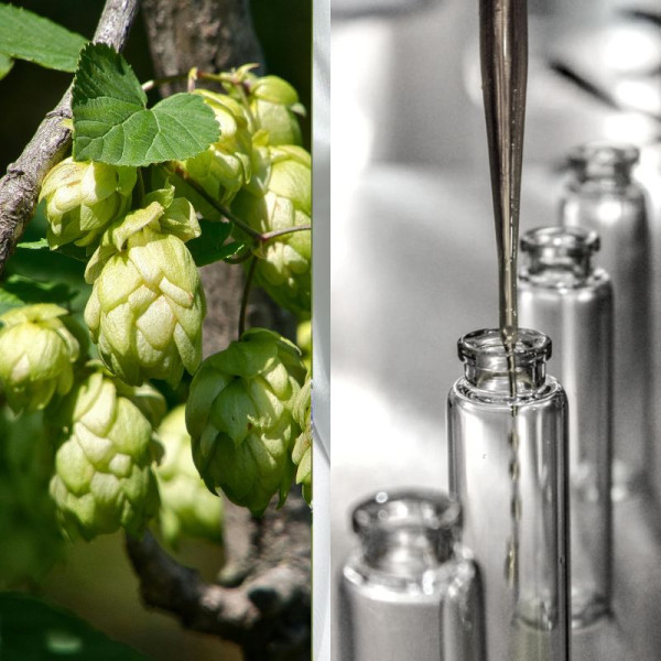 Гидролат хмеля - 50 г