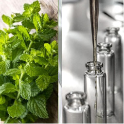 Гідролат меліси Болгарія – 50 г