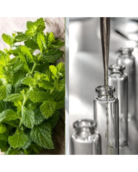 Гідролат меліси Болгарія – 50 г