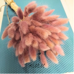 Лагурус лиловый сухоцвет  - 5 шт.