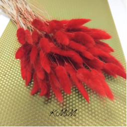 Лагурус красный сухоцвет  - 5 шт.