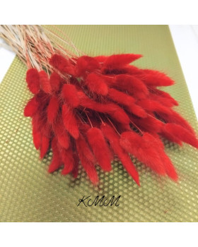 Лагурус  червоний сухоцвіт – 5 шт.