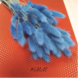 Лагурус синий сухоцвет  - 5 шт.