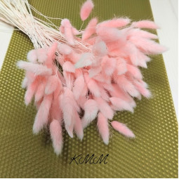 Лагурус нежно-розовый сухоцвет  - 5 шт.