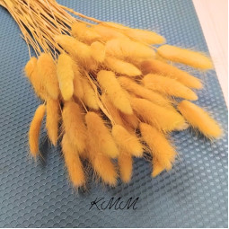 Лагурус желтый сухоцвет  - 5 шт.