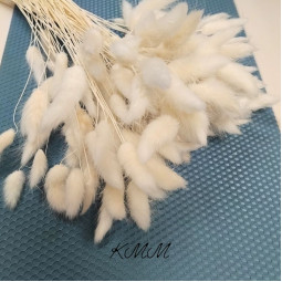 Лагурус белый сухоцвет  - 5 шт.
