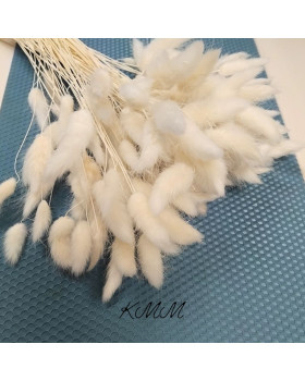 Лагурус білий сухоцвіт – 5 шт.