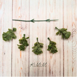 Самшит с пышным соцветием - ветка-foto2