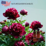 Віддушка Замшеві півонії США (NATURESGARDENCANDLES) 5 мл