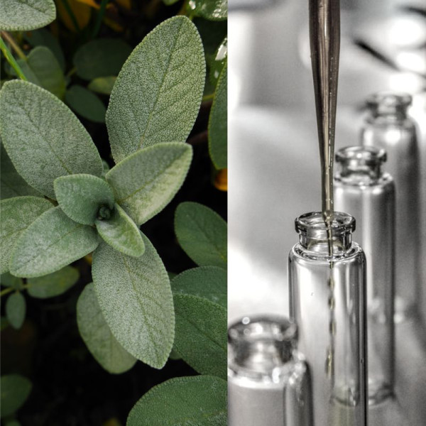 Гидролат шалфея - 50 г